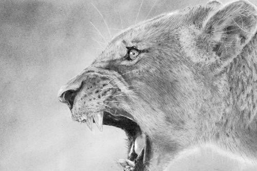'Roar', Lioness Pencil Drawing