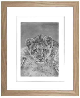 Lion Cub Framed Original Pencil Drawing