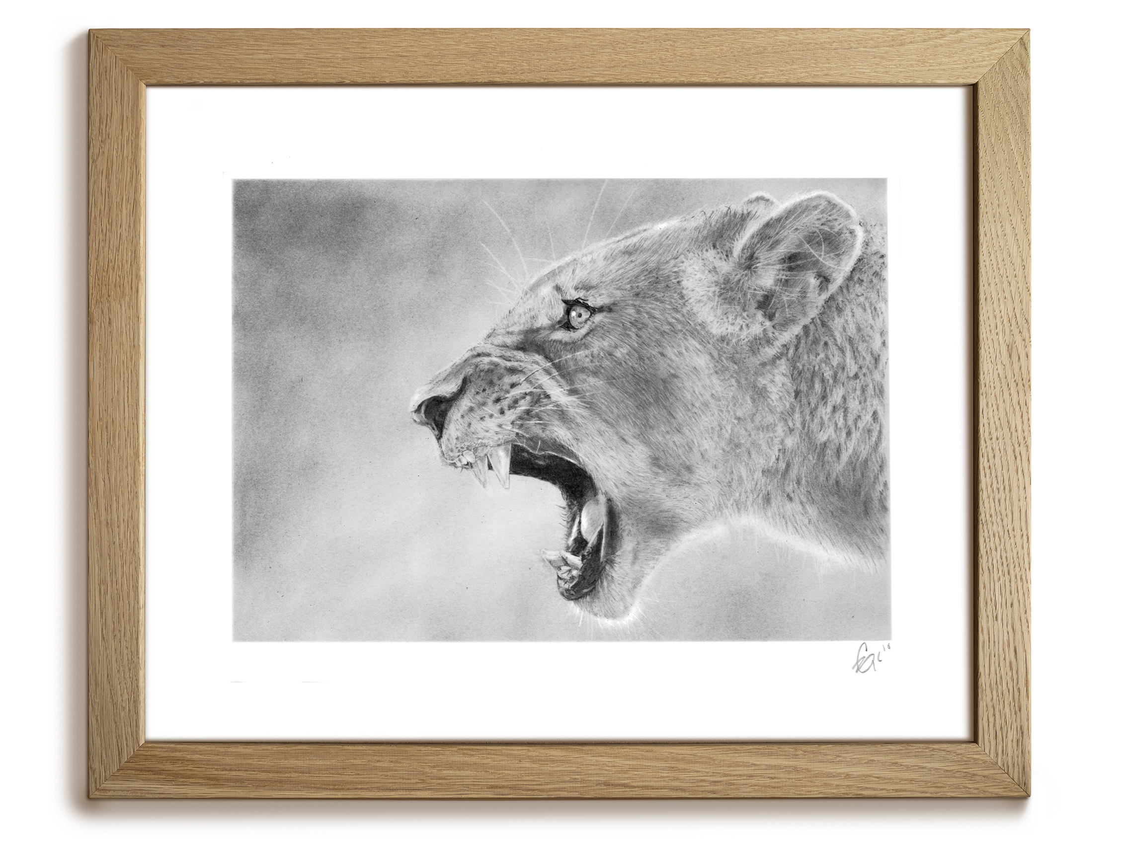 'Roar' Lioness Framed Original Pencil Drawing