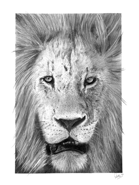 Male Lion Pencil Drawing.