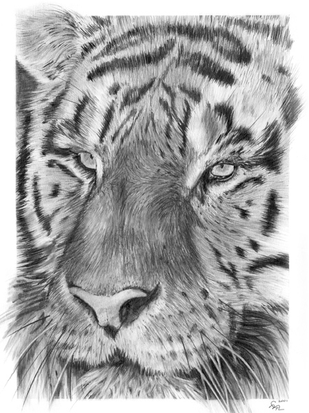 Tiger Graphite Pencil Drawing.