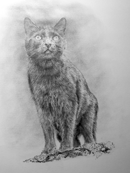 Cat Pencil Commission drawing.