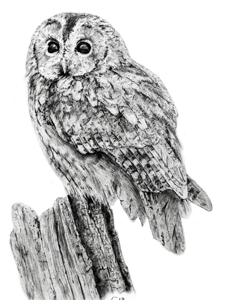 Tawny Owl, Pencil Drawing