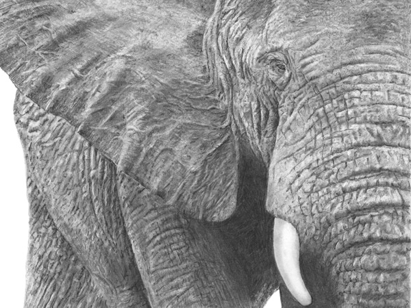 Elephant pencil drawing