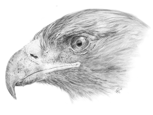 Golden Eagle Pencil Sketch.
