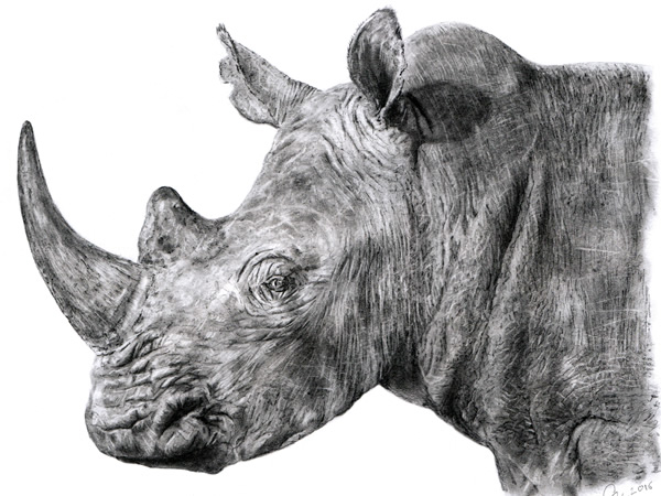 Rhino pencil drawing.