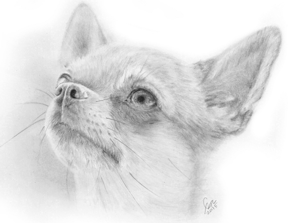 Chihuahua, small dog pencil drawing.